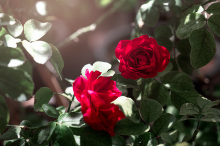 Fresh red roses in garden. Natural vintage background.の写真素材