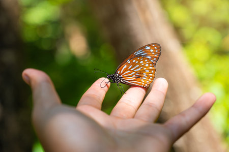 Monarch butterfly lands on a man's hand in Nature.の写真素材