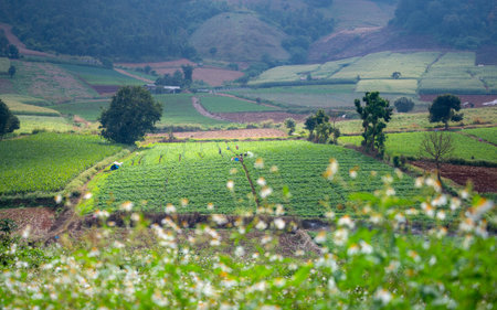 Fields view on mountain. Beautiful natural beauty on mountain in Mae-Jam Village, Chiang Mai...