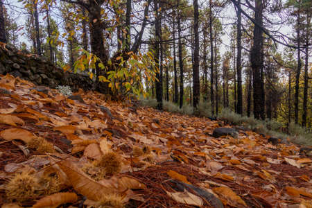 Ground level image of an autumn landscape with fallen brown leaves and several pine trees in the backgroundの写真素材