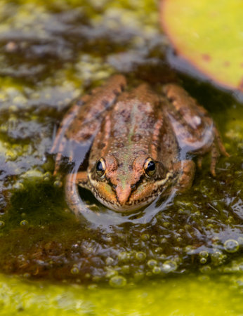 A closeup of a small north african green frog watching us from a pond with green waterの写真素材