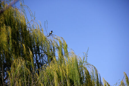 the free birdの写真素材