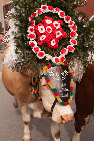 Decorated cow Cattle Drive in Kufstein Austria on 2015-19-09のeditorial素材