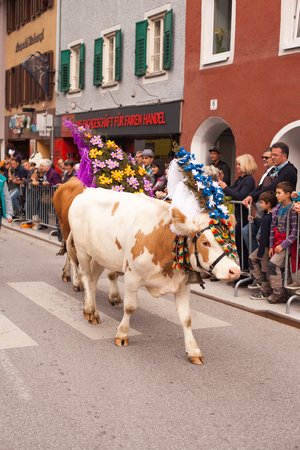 Decorated cow Cattle Drive in Kufstein Austria on 2015-19-09のeditorial素材