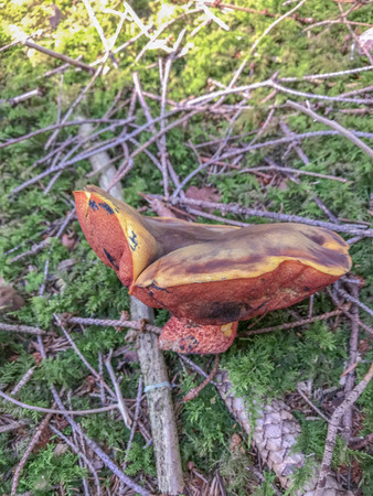 Witch rirling in nature.の写真素材