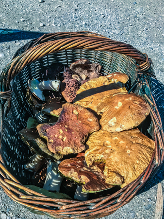 Floated basket with collected mushrooms from aboveの写真素材
