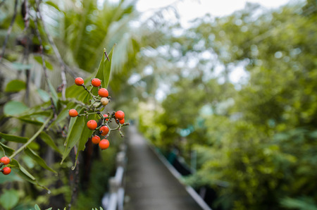 Karonda fruitの写真素材