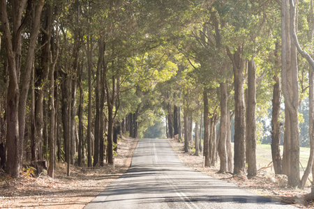 Highway within the forest at Bridgetown, Western Australia in the morning.の写真素材