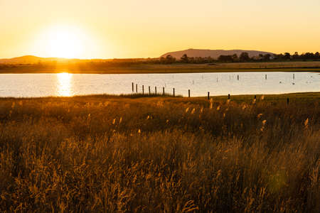 Golden tint of sunlight cast over the lake and spear grasses during sunset nearby the campsite at Lake Colac, Victoria, Australia.の写真素材