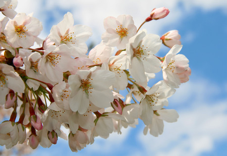 Cherry Blossomsの写真素材