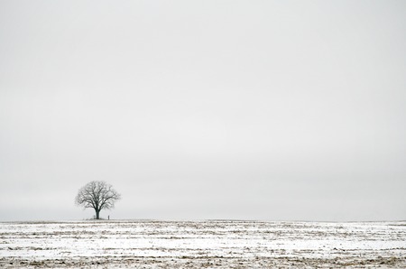 Tree in Fieldの写真素材