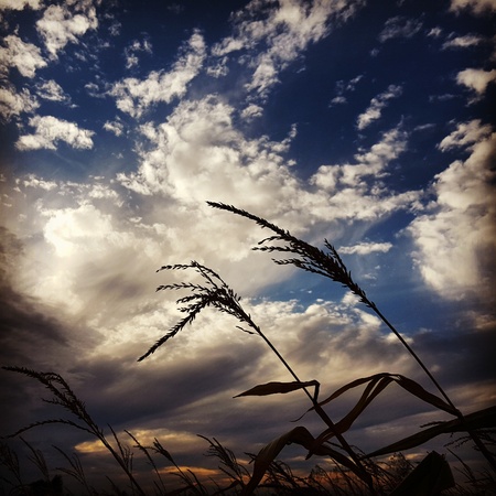 Cornfieldの写真素材