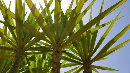 Tropical palmの素材