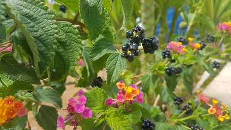 Colorful natureの素材