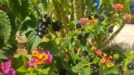 Colorful natureの素材