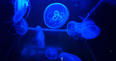 A tropical group of blue jellyfish in a aquariumの写真素材