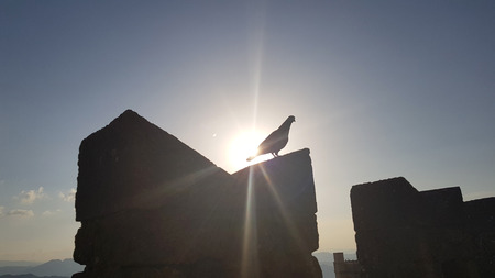 Bird in silhouette on castle wall in sunset timeの写真素材