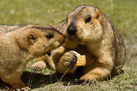 Two marmots with bisquit on the green grassの写真素材