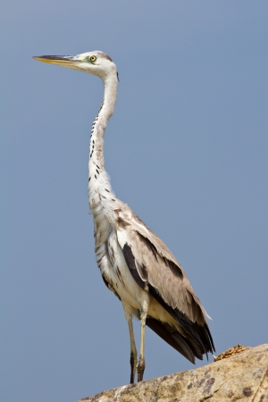 Great Igret bird against the blue sky  Kerala, India の写真素材
