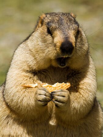 Marmot with bisquit on the meadow (Ladakh, India)の写真素材