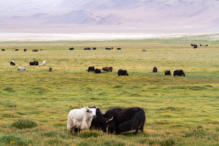 Yaks herd on the meadow against the Himalayas mountain (Ladakh, India)の写真素材