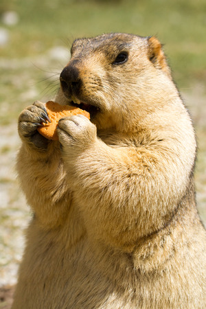 Funny marmot with bisquit on the meadow (Ladakh, India)の写真素材