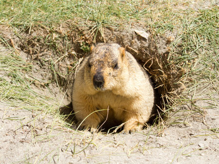 Funny marmot in the hole (Ladakh, India)の写真素材