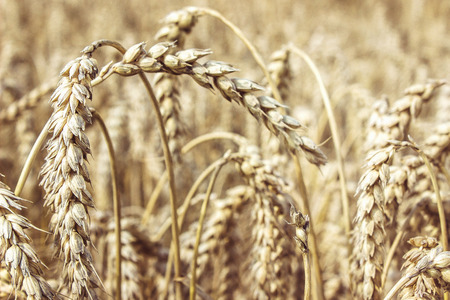 Wheat closeup. Harvest and food concept. Wheat fieldの写真素材
