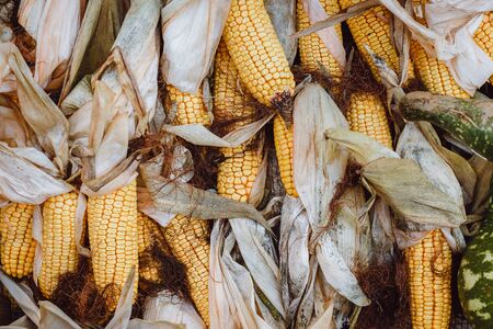 Several yellow dried corn cobsの写真素材