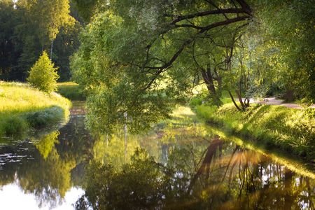 Willow tree over the water in the parkの写真素材