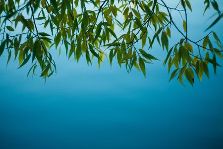Willow tree branches hanging down over the water,shallow focusの写真素材