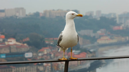 Seagull standing of Trail over the City of Porto in Portugalの写真素材