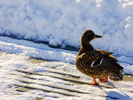 Duck looking to Distance and standing on the snowy cold Winter Shoreの写真素材