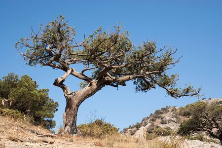 Old dry tree under Crimean skyの写真素材