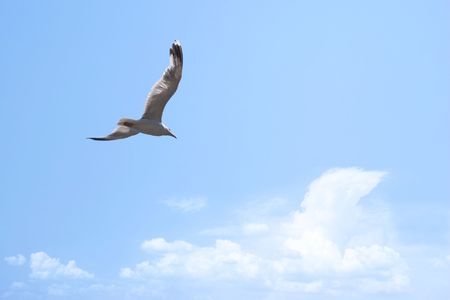 Flying seagull in the blue skyの写真素材