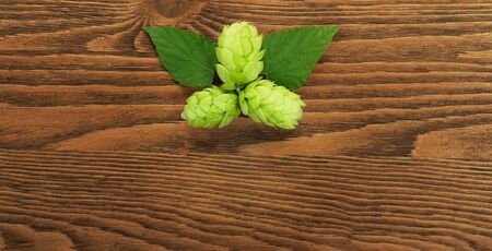 Hop plant on a wooden table