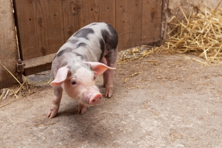 Young pigletの写真素材