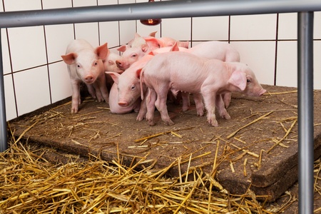 Young pigletsの写真素材