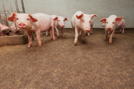 Pig farmの写真素材