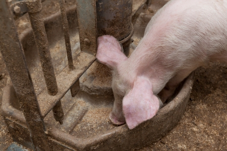 Pig farmの写真素材