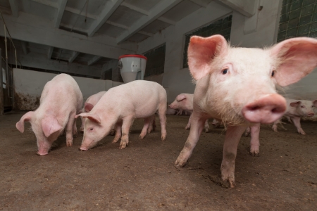 Pig farmの写真素材