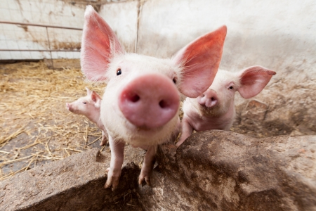 Young pigs on the farmの写真素材