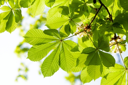 Maple leafの写真素材