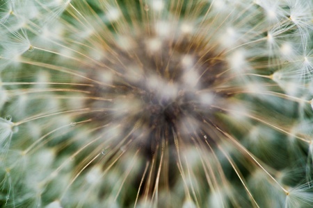 Flowering of dandelion. Closeup macroの写真素材