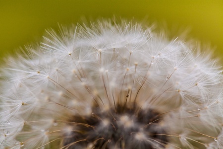 Flowering of dandelion. Closeup macroの写真素材