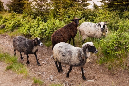 Sheeps in carpathian mountainsの写真素材