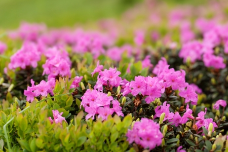 Beautiful flowers of rhododendron. Closeupの写真素材