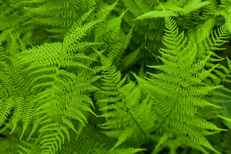 Fresh fern. Close upの写真素材