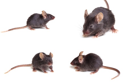 Photo of black mouse in different positions, isolated on white backgroundの写真素材