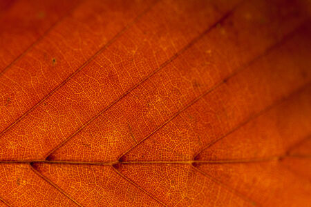 Colorful autumn leaves texture backgroundの写真素材